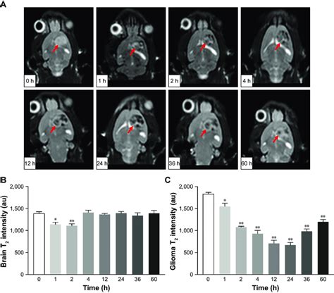 In Vivo Mri Efficacy Notes T Weighted Mr Images Of Glioma Bearing