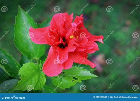 Red Dragon Hibiscus Flower Stock Photo Image Of Blossom 215983506