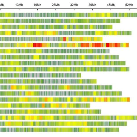 Single Nucleotide Polymorphism SNP Density And Distribution Across