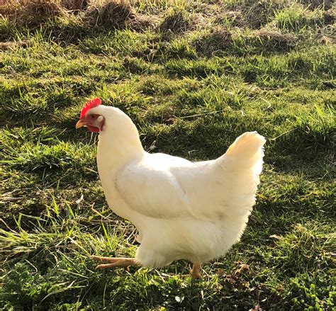 Pasture Raised Chickens Whats The Difference Perrydise Farm