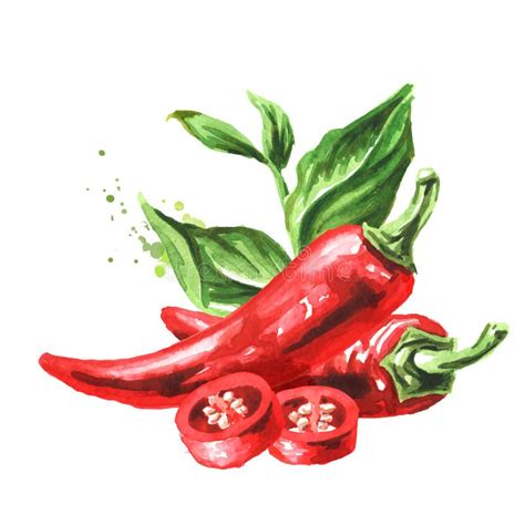 Watercolor Illustration Red Chili Pepper Stock Illustrations 993