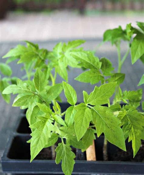 Planting Tomato Seedlings - Beyond The Chicken Coop