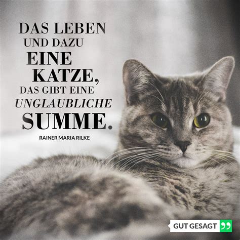 Das Leben Und Dazu Eine Katze Das Gibt Eine Unglaubliche Summe