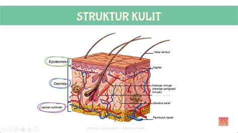 03 KULIT Sistem Ekskresi Biologi SMA Kelas XI YouTube