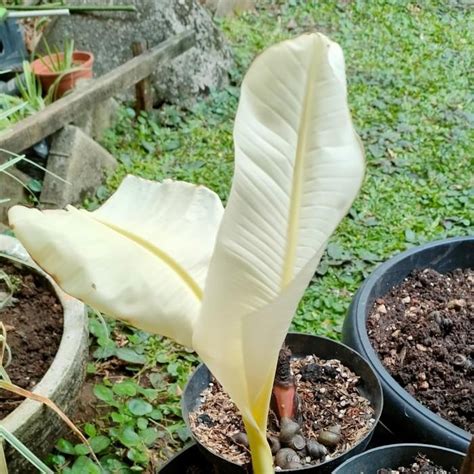 Jual Tanaman Buah Pisang Varigata Albino Musacea Pohon Variegata