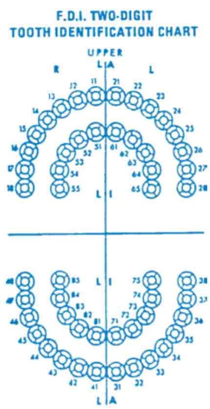 Cdt Dental Procedure Codes Cdtdentalcodes