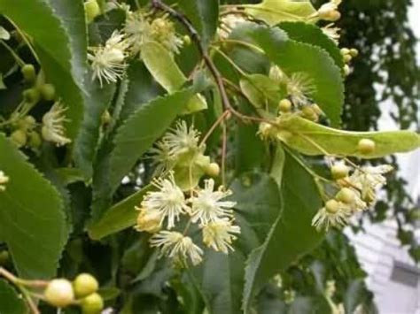 150 X 2 3ft Lime Tilia Cordata Field Grown Bare Root Hedging Plants