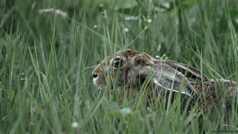 Feldhase Im Hohen Gras Gregor Frai L Flickr