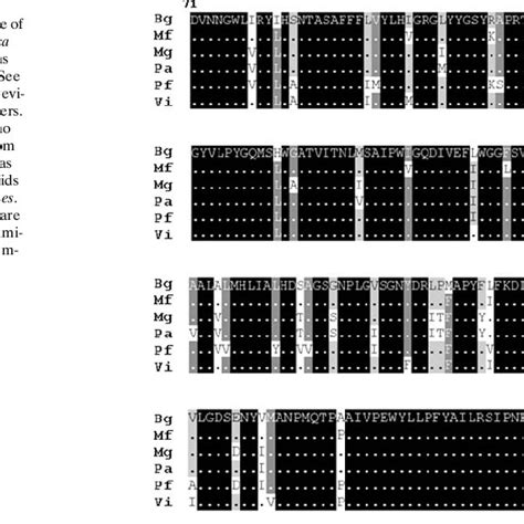 Comparison of the partial amino acid sequence of cytochrome b from P ...