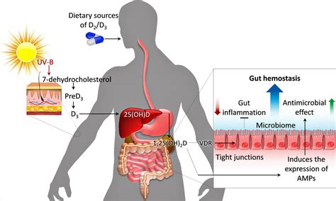 Vitamin D And The Host Gut Microbiome A Brief Overview