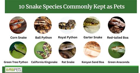 10 Snake Species Commonly Kept as Pets - Kobi Pets