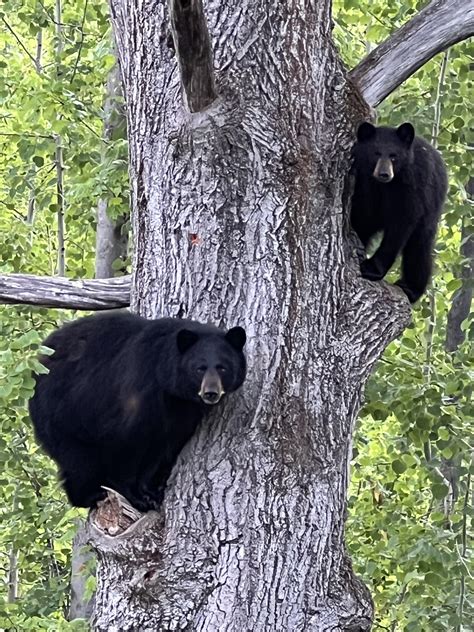 Bears In Trees Rbearsintreesband