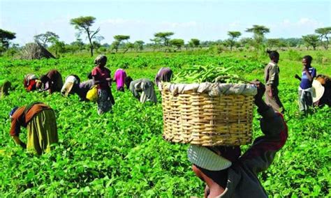 How Igbo Communities Prepare For Farming Season Obong Express