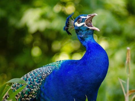 What Sound Does A Peacock Make