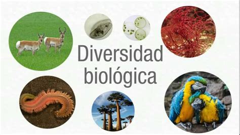 Diversidad Biologica