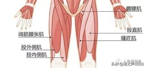 健身要練腿，大腿肌肉中不同肌群的訓練方法 每日頭條