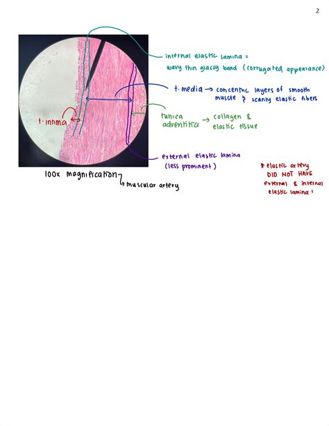 SOLUTION: Anatomy Histology of Blood Vessels & Heart - Studypool