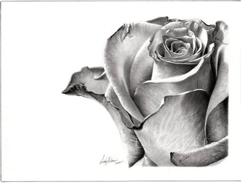 Rose Pencil Drawings And Sketches - pencildrawing2019