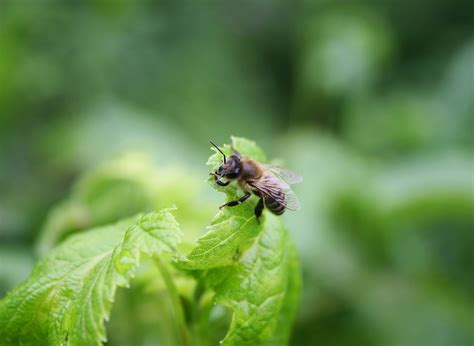 Inseto Abelha Entomologia Foto Gratuita No Pixabay