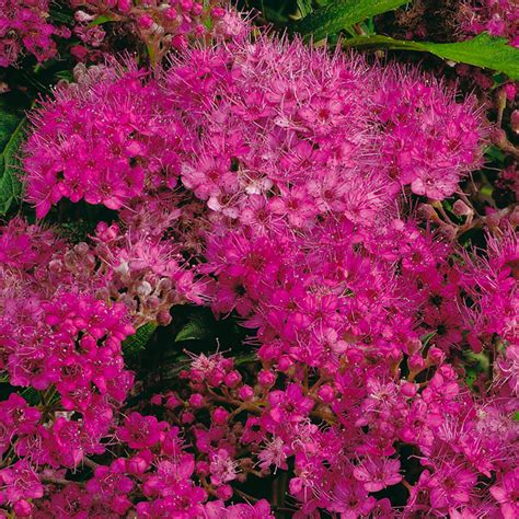 Rote Sommerspiere Anthony Waterer Spiraea Bumalda Anthony Waterer