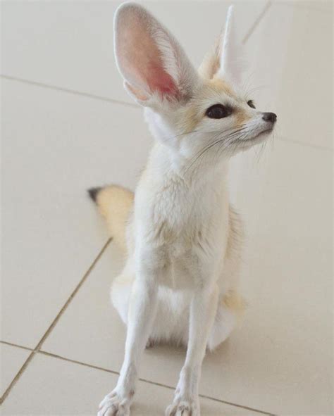 This Cute Fennec Fox 🦊 : r/cuteanimals