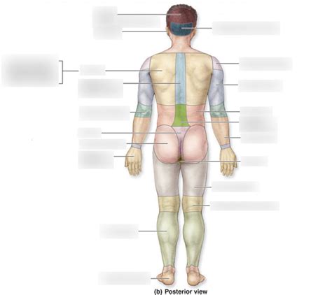 Posterior Body Landmarks Diagram Quizlet