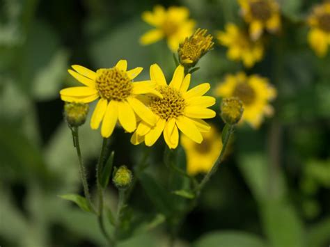 Arnica Meadow Earthsong Seeds