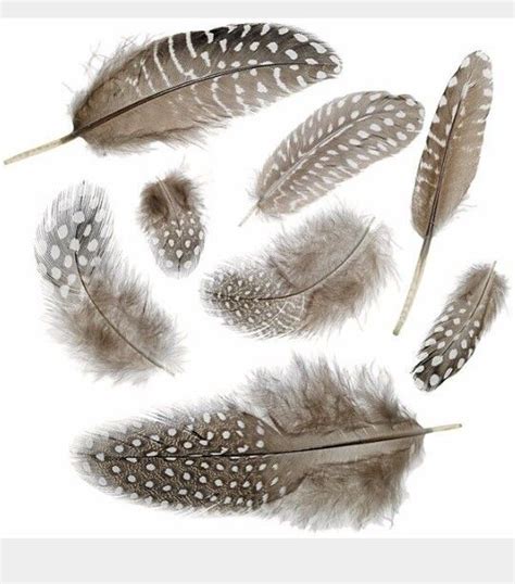buy quail feathers  audrey cheryl blog