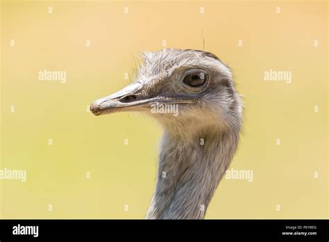 Rhea Bird Chick Hi Res Stock Photography And Images Alamy