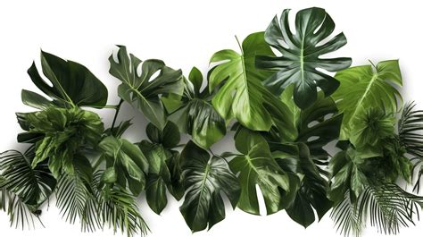 Tropical Feuilles Feuillage Plante Jungle Buisson Floral Arrangement La