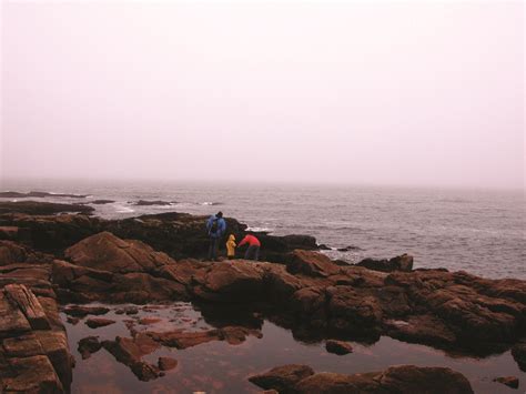 Rocky intertidal zone | Field Notes