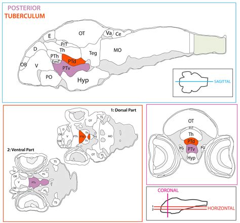 posterior tuberculum — Zebrafish UCL