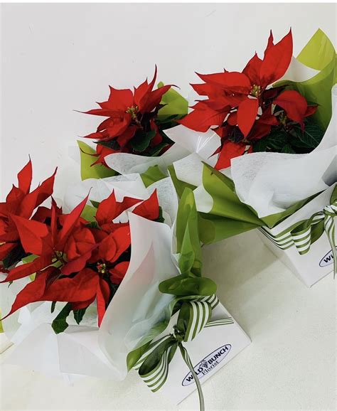 Potted Poinsettia Plant – Wild Bunch Florist | Adelaide Hills