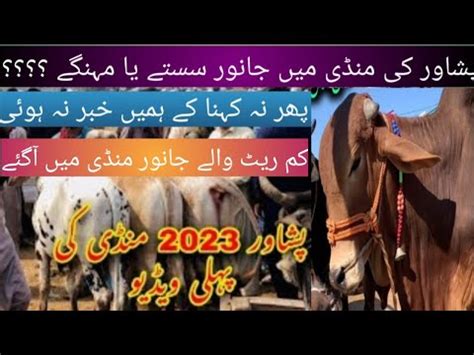 Latest Update Ll Ring Road Maweshi Mandi Ll Peshawar 2023 Ll YouTube