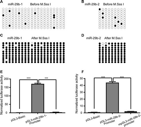 Frontiers Mir 29b 3p Inhibitor Alleviates Hypomethylation Related