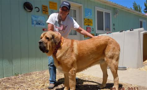 Turkish Mastiff ad Kars Dog Guard and Fighting Dogs ~ Bullcatdog