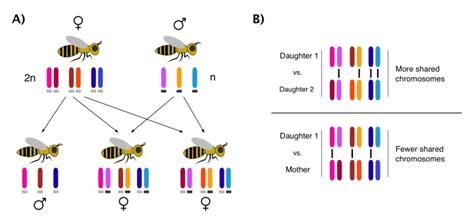 “im Xy And I Know It” Sex Determination Systems 101 Science In The News