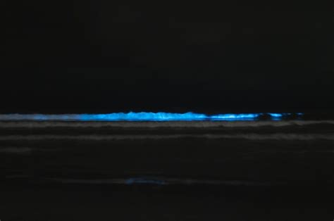 Cocoa Beachmerritt Islandbioluminescent Kayak Tour Travel Buddies