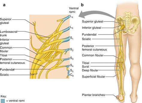 Clinical Anatomy Of Lower Extremity Basicmedical Key