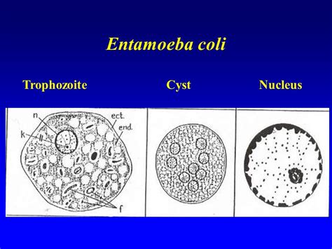 Entamoeba Coli Cysts And Trophozoites