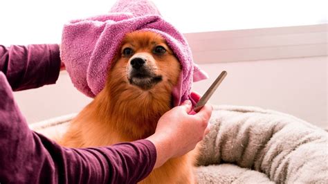 ¿conoces Los íncreíbles Beneficios Del Spa Para Perros