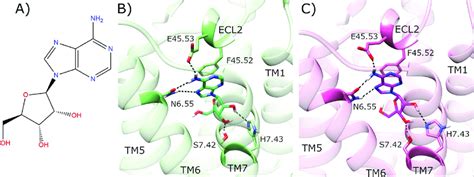 Docking Of Adenosine In The Inactive Crystal Structure Of Adenosine A2a