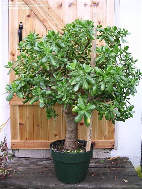 Crassula Ovata Money Tree Jade Plants Plants Low Maintenance Indoor Plants