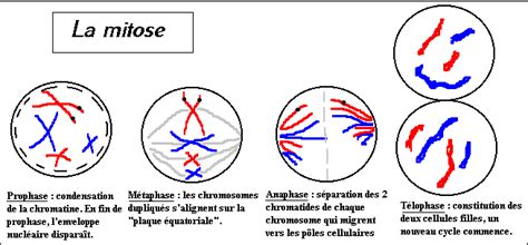 Phases De La Mitose