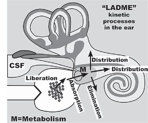 Figure 1 From Principles Of Local Drug Delivery To The Inner Ear Semantic Scholar