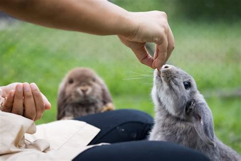 CZ Grain Premium Rabbit Pellets for Feeding – All Natural Adult Rabbit ...