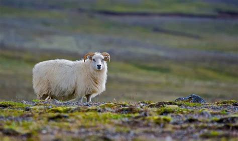 Iceland Sheep — Stock Photo © Chaupt 2511831