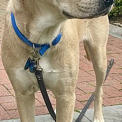 Providence Ri Labrador Retriever Black Mouth Cur Meet Graham