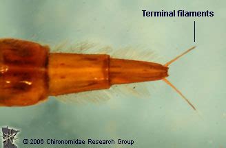 Family: Dytiscidae | Chironomidae Research Group