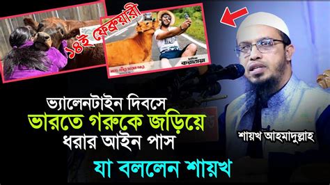 ১৪ই ফ্রেব্রুয়ারী ভালোবাসা দিবসে ভারতে গরুকে জড়িয়ে ধরার আইন পাস হয়